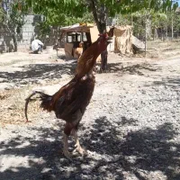 یک مرغ و دوتا خروس لاری|پرنده|مشهد, بهارستان|دیوار