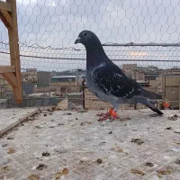 پولکی چاپی نر