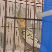 عروس هلندی مرواریدی|پرنده|شیراز, بازار|دیوار