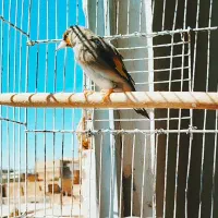 قناری نر|پرنده|مشهد, کاظم آباد پنجشنبه|دیوار