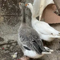 جوجه غاز