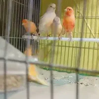 قناری ماده آماده
