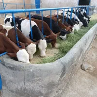 گوساله سیمینتال ۱۵۰کیلو
