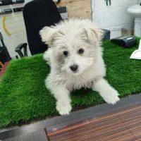 شیتزو ماده11ماهه بازیگوش حرف گوش کن