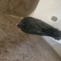 کفتر زاغ|پرنده|تهران, نیروی دریایی|دیوار