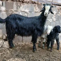 بز محلی دوقلو زا