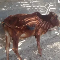 گوساله های تمیز و سالم برای پروار|حیوانات مزرعه|سیریک, |دیوار