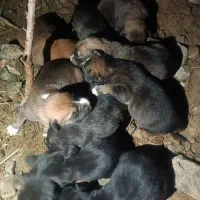 واگذای توله سگ