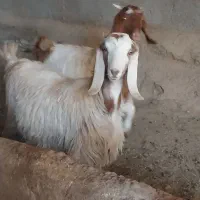 بزغاله|حیوانات مزرعه|شراء, |دیوار