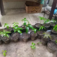 فروش نهال انبه گلدانی
