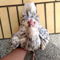 نیمچه مرغ خروس گلین طوسی