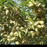 این آگهی برای نهال عمده فروشان ایران