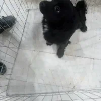 سگ پاکوتاه یک ساله حرف گوش کن