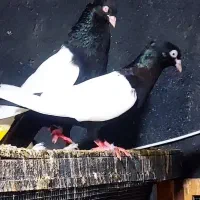 جفت چشم و نوک صدف