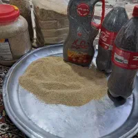 بذر|خدمات باغبانی و درختکاری|کوهدشت, |دیوار