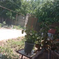 فروش یا معاوضه خونه ویلایی|فروش خانه و ویلا|قصابه, |دیوار