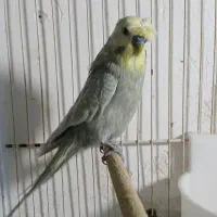 مرغ عشق رینبو نر