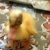 اردک بازیگوش