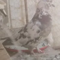 کبوتر جون