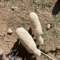 حیوانات|حیوانات مزرعه|توکهور, |دیوار