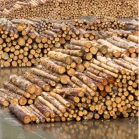 خرید انواع چوب و فروش چوب