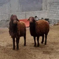 قوچ همو و بره قوچ