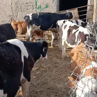 تعداد 21راس گوسالع درجه یک