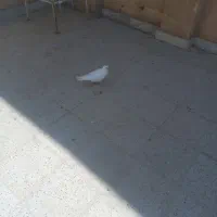 سفیدنر