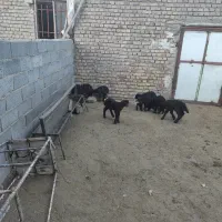 تعدادی۲۲راس‌میش‌جوان‌‌،جفتی۳۹ملیون|حیوانات مزرعه|انگوران, |دیوار