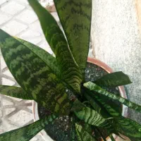 گل‌های زیبا و طبیعی کادوروزمادر|گل و گیاه طبیعی|کرمانشاه, |دیوار