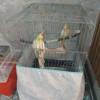 عروس هلندی نر وماده|پرنده|پاکدشت, خاتون آباد|دیوار