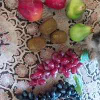 میوه مصنوعی