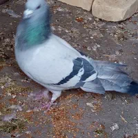 کبوتر|پرنده|راور, |دیوار