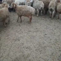 ۵۰راس بره نر