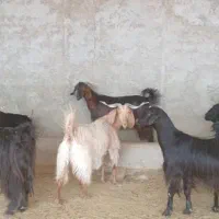 فروش ۱۵ راس بزدرجه یک و روزگاری|حیوانات مزرعه|زرین دشت (فارس), |دیوار