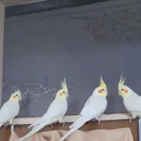 عروس هلندی لوتینو