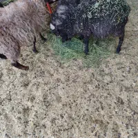 میش و بره رومانوف