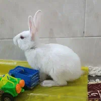 فروش خرگوش خونگی|موش و خرگوش|چابهار, |دیوار