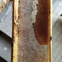عسل با موم وبدون موم لرستان