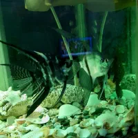 یه جفت ماهی آنجل|ماهی|وحیدیه, |دیوار