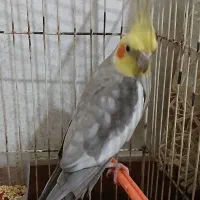 فروش عروس هلندی جفت درحال تخم‌گذاری|پرنده|کوچصفهان, |دیوار