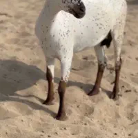 میش و