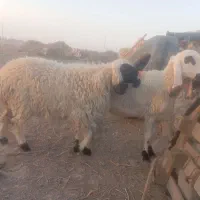 میش جملی