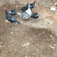 فروش6عدد بقلمون