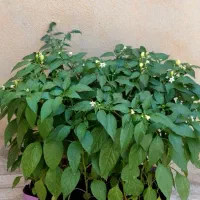 گل و گیاه طبیعی