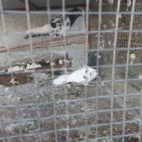 کله ای|پرنده|مبارکه, |دیوار