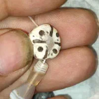 مهره و سنگ و نگین|کلکسیون اشیاء عتیقه|بهبهان, |دیوار