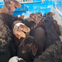 ۶۲راس میش و بره افشاری|حیوانات مزرعه|سجاس رود, |دیوار