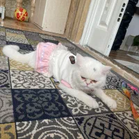 گربه پرشین یکساله