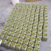 کارگاه فراوری و پخش زیتون|عمدهفروشی|تاکستان, |دیوار